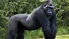Click image for larger version

Name:	Harambe2.jpg
Views:	559
Size:	49.2 KB
ID:	28431
