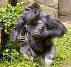 Click image for larger version

Name:	Harambe3.jpg
Views:	551
Size:	82.8 KB
ID:	28432
