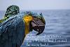Click image for larger version

Name:	parrot-pirate-treasure-bird.jpg
Views:	223
Size:	202.0 KB
ID:	86974
