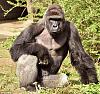Click image for larger version

Name:	Harambe.jpg
Views:	1302
Size:	163.7 KB
ID:	25926