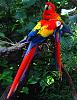 Click image for larger version

Name:	scarlet-macaw.jpg.jpg
Views:	932
Size:	42.1 KB
ID:	12471