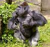 Click image for larger version

Name:	Harambe3.jpg
Views:	547
Size:	82.8 KB
ID:	28432