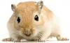 Click image for larger version

Name:	Gerbil.jpg
Views:	505
Size:	12.6 KB
ID:	12417