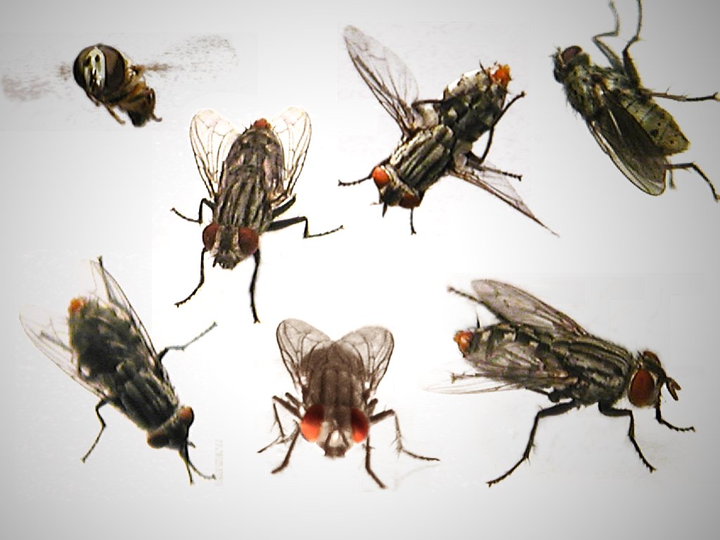 Вид муха домашняя. Кусачие мухи. Разные мухи. Опасные мухи. Разные породы мух.