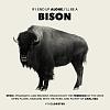 Click image for larger version

Name:	bison.jpg
Views:	129
Size:	358.1 KB
ID:	26021