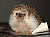 Click image for larger version

Name:	angry hedghog.jpg
Views:	165
Size:	40.9 KB
ID:	46598