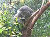 Click image for larger version

Name:	Koala.jpg
Views:	149
Size:	249.8 KB
ID:	6109