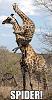 Click image for larger version

Name:	Giraffes.jpg
Views:	1826
Size:	107.0 KB
ID:	21430