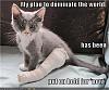 Click image for larger version

Name:	cat-brokenLeg.jpg
Views:	113
Size:	64.3 KB
ID:	29959