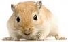 Click image for larger version

Name:	Gerbil.jpg
Views:	492
Size:	12.6 KB
ID:	12417