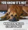 Click image for larger version

Name:	funny-hot-dog-melting-pics.jpg
Views:	1027
Size:	129.2 KB
ID:	21470