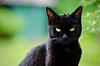 Click image for larger version

Name:	black-cat-outside.jpg
Views:	787
Size:	53.8 KB
ID:	22873