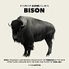 Click image for larger version

Name:	bison.jpg
Views:	125
Size:	358.1 KB
ID:	26021