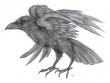 corvuscorax's Avatar